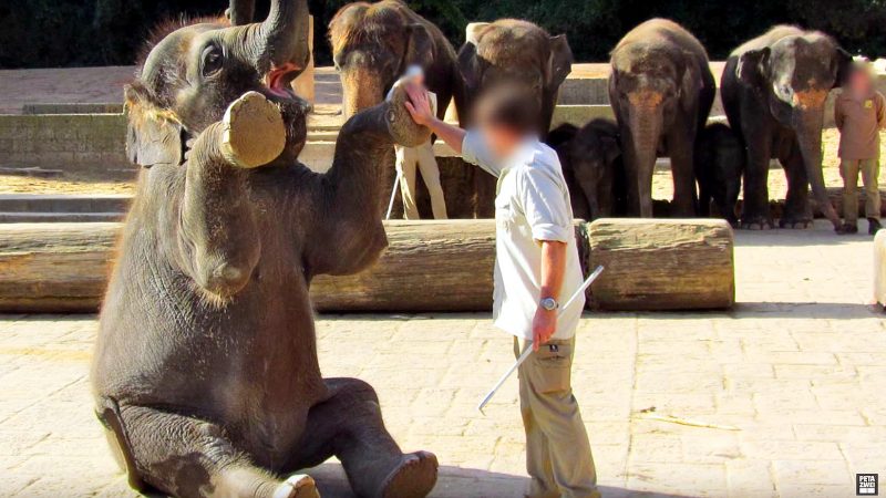 Hannover-Zoo: Quälerei von Baby-Elefanten durch Mitarbeiter (Beweis-Video)