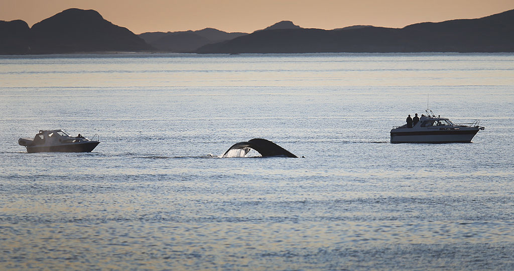 Mini-Kameras geben Einblicke in das Leben von Walen in der Antarktis