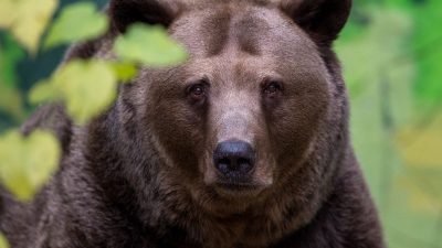Ein zweites Leben für geschundene Bären – Vor den Qualen des Zirkuslebens gerettet