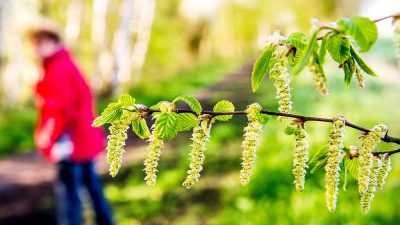 Birkenpollen-Flug lässt Allergiker leiden – Mindestens zwölf Millionen Deutsche leiden an Heuschnupfen