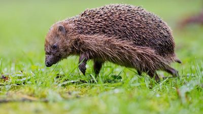 Osterfeuer können für Hase und Igel zur tödlichen Falle werden