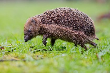 Osterfeuer können für Hase und Igel zur tödlichen Falle werden