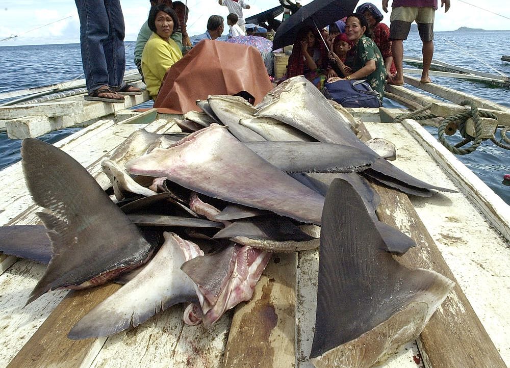 Guinea beschlagnahmt Haifischflossen auf chinesischen Schiffen vor Westafrika