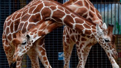 Hunderttausende Menschen verfolgen Giraffengeburt live im Internet