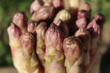Deutsche essen rund 1,9 Milliarden Stangen Spargel im Jahr