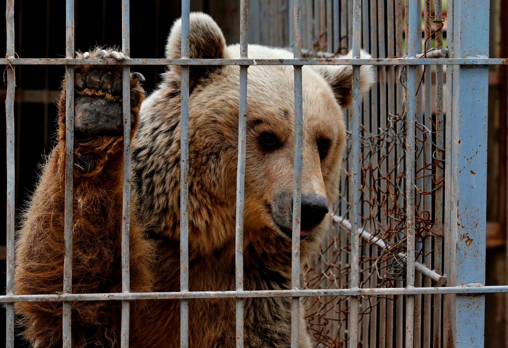 Simba und Lula: Letzte Überlebende des Zoos von Mossul verlassen den Irak