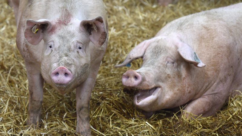 Studie legt schwere Tierschutzprobleme in der Schweinehaltung offen