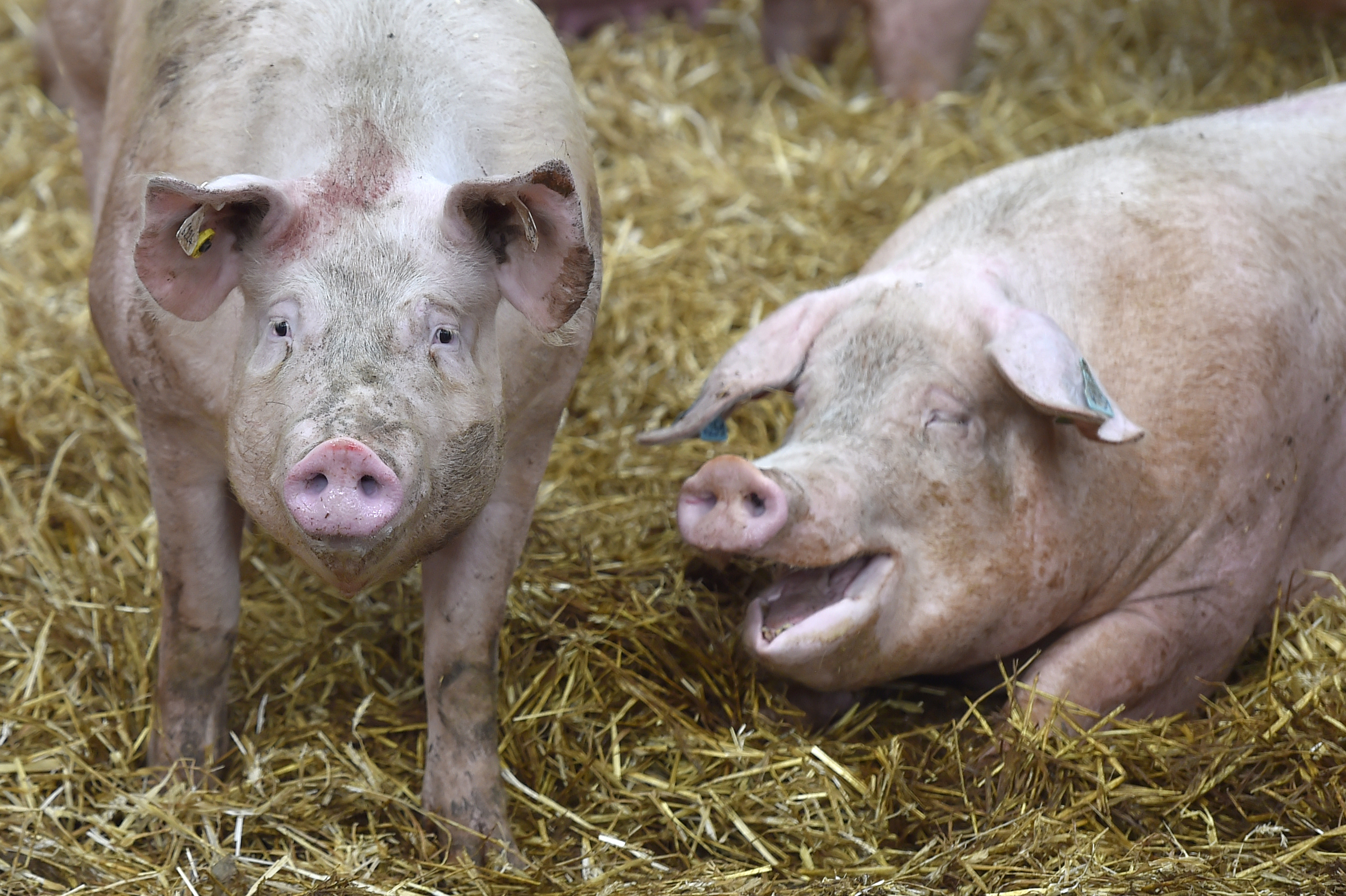 Studie legt schwere Tierschutzprobleme in der Schweinehaltung offen
