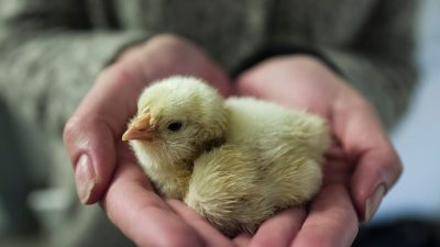 Französischer Aktionskünstler brütet nach drei Wochen erstes Küken aus