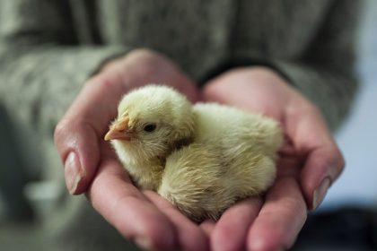 Französischer Aktionskünstler brütet nach drei Wochen erstes Küken aus