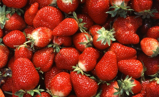 Lieferengpässe und steigende Preise für Erdbeeren erwartet