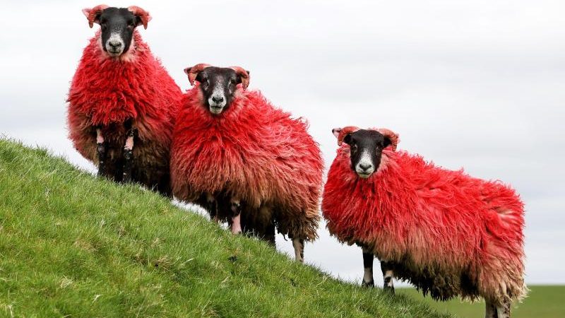 „Völlig von der Wolle“ – 5.000 Schafe warten bei der WM in Frankreich auf ihre Schur