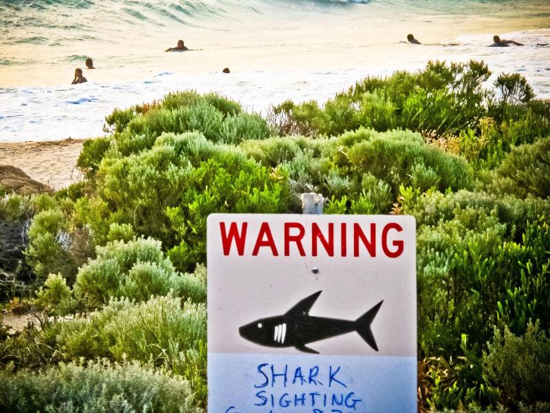 Australier entkommt Hai im offenen Meer – Sieben Kilometer bis zum Strand