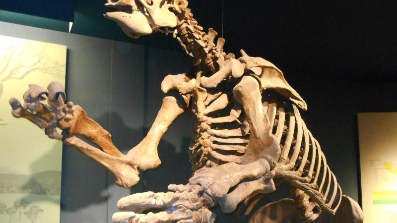 Studie: Riesenfaultiere haben sich vegetarisch ernährt
