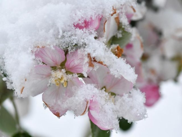 Kalte Schönheit: Schnee liegt bei Obereschach in Baden-Württemberg auf den teils geöffneten Apfelblüten. Foto: Felix Kästle/dpa