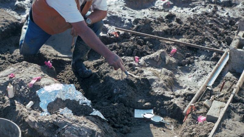 „Seltsame Knochen“ entdeckt – Skelett eines riesigen Tieres ist 20.000 Jahre alt