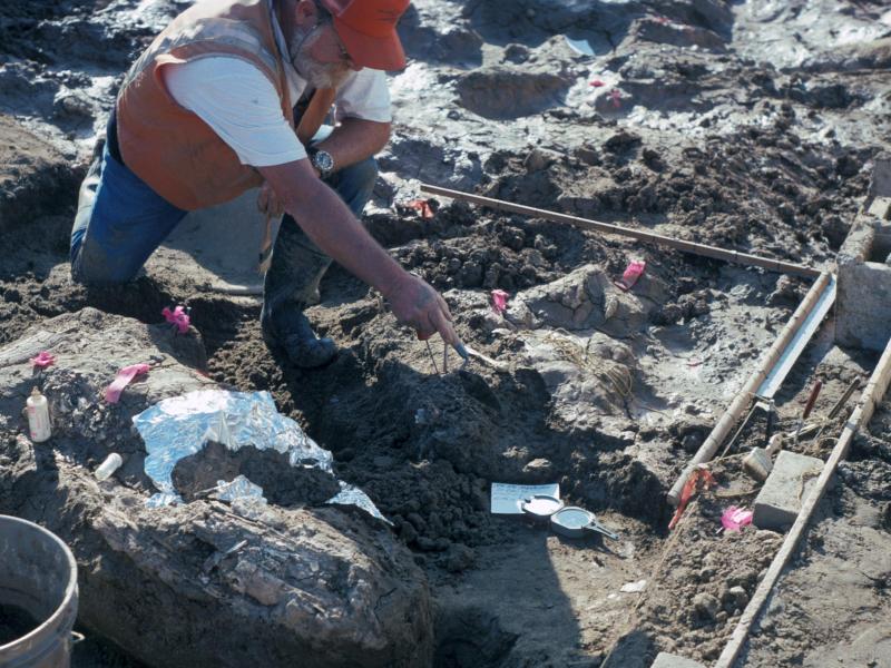 „Seltsame Knochen“ entdeckt – Skelett eines riesigen Tieres ist 20.000 Jahre alt