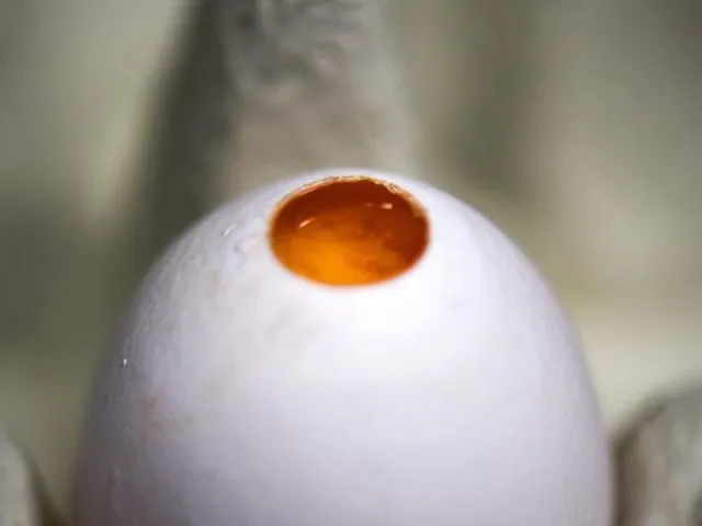 Ein durch Laserlicht geöffnetes Hühnerei in einem Labor der Technischen Universität in Dresden. Foto: Arno Burgi/Illustration/dpa