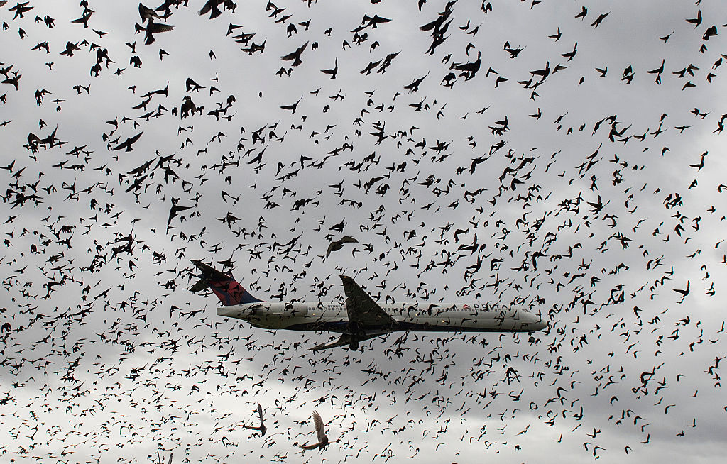 Fluggäste gehen bei Verspätung durch Vogelschlag leer aus