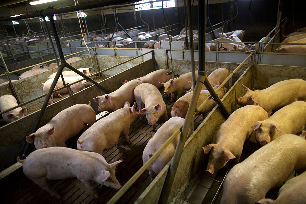 Krankheiten, Verletzungen und Verhaltensstörungen: Greenpeace-Gutachten kritisiert Haltungsvorschriften für Mastschweine