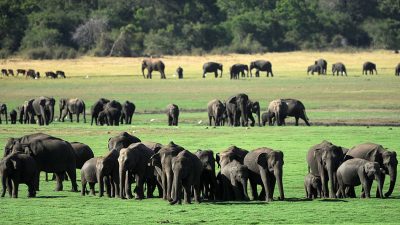 Zum Schutz von Elefanten: Sri Lanka schafft offene Müllkippen ab