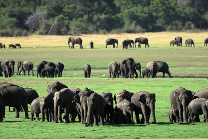 Zum Schutz von Elefanten: Sri Lanka schafft offene Müllkippen ab
