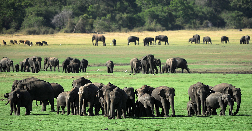 Zum Schutz von Elefanten: Sri Lanka schafft offene Müllkippen ab