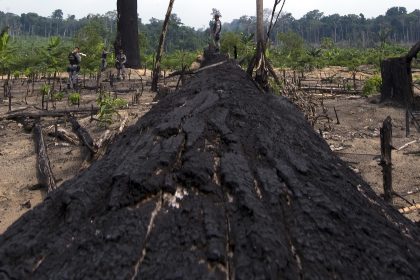 Entwaldung im brasilianischen Amazonasgebiet um 93 Prozent angestiegen