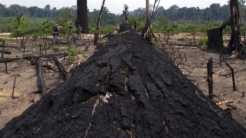 Entwaldung im brasilianischen Amazonasgebiet um 93 Prozent angestiegen