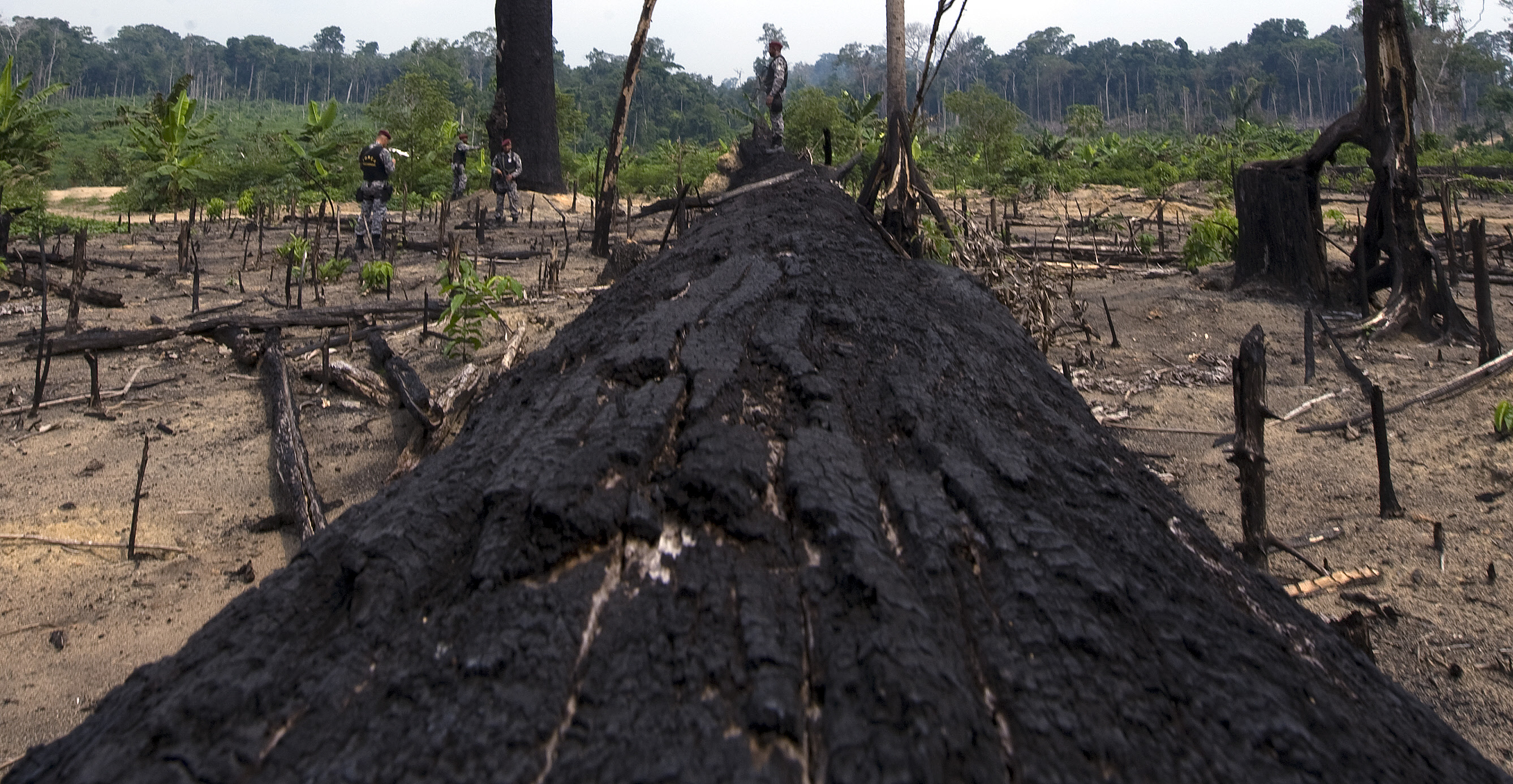 Kahlschlag im Amazonas? Studie sieht Gefahr für Schutzzonen