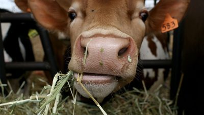 „Abschaffung der Tierhaltung“: Landwirtschaftsminister kritisiert Tierrechtsaktivisten