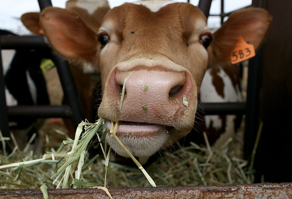 „Abschaffung der Tierhaltung“: Landwirtschaftsminister kritisiert Tierrechtsaktivisten