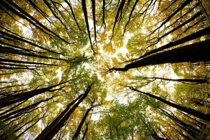 Spaziergänger entdeckt Leiche in Baum – Toter blieb wochenlang unbemerkt