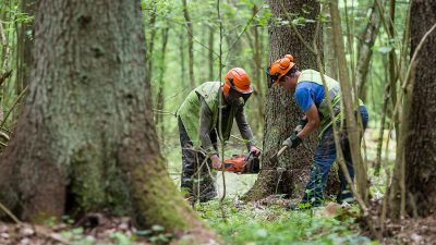 Streit um Abholzung in Naturschutzgebiet Bialowieza: Ton zwischen Polen und EU wird schärfer