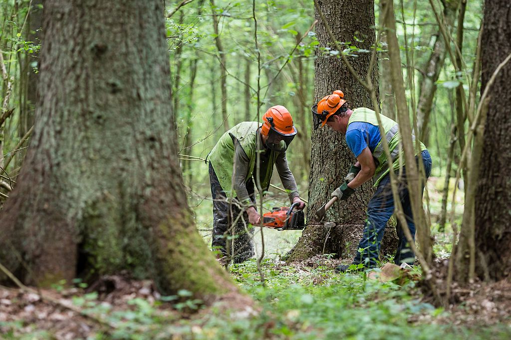 Streit um Abholzung in Naturschutzgebiet Bialowieza: Ton zwischen Polen und EU wird schärfer