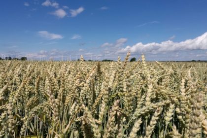 Auf 54 Prozent der Getreideanbaufläche steht 2017 Winterweizen