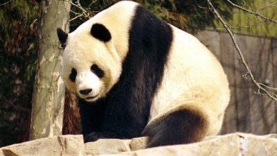 Panda-Diplomatie: China schickt Pandas nach Indonesien