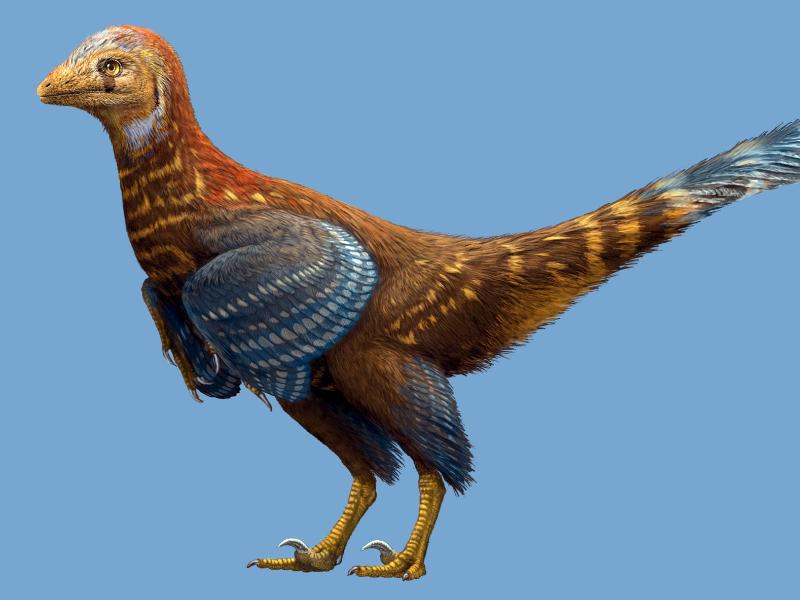 Gefiederter Dinosaurier entdeckt – konnte er fliegen?