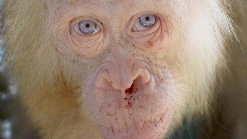 Seltener Albino-Orang-Utan auf Borneo entdeckt