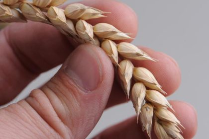 Studie belegt: Glutenverzicht nützt dem Herzen nichts