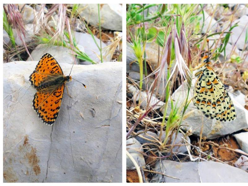 Neue Schmetterlingsart auf den Golanhöhen entdeckt