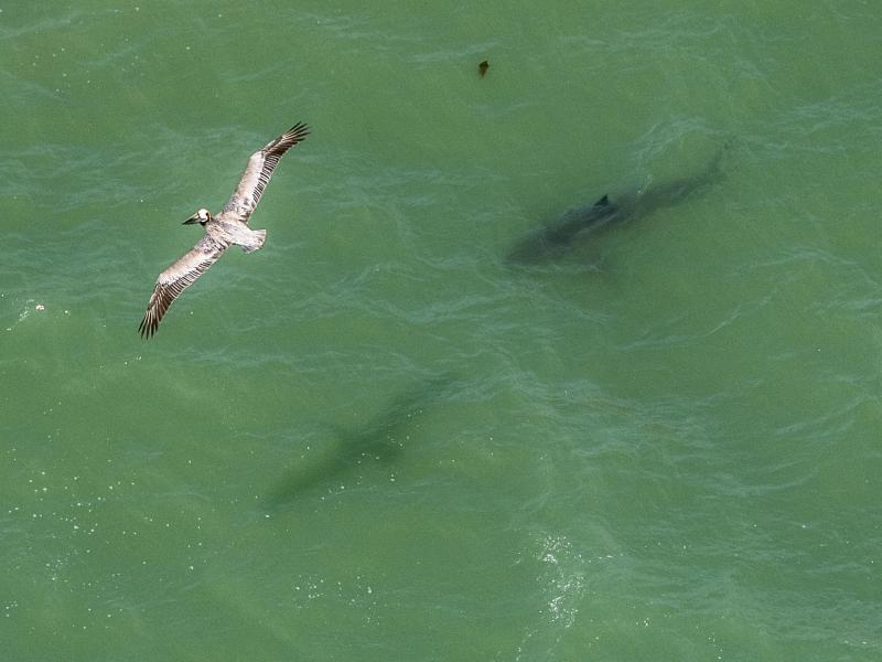 15 große Weiße Haie vor der Küste Kaliforniens gesichtet