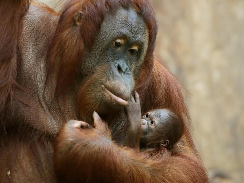 Orang-Utans im Glück: Muttermilch noch für Teenager