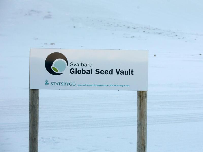 Saatgut-Depot in der Arktis in Gefahr