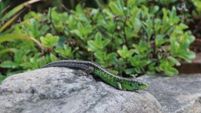Zauneidechse ist erneut „Reptil des Jahres“