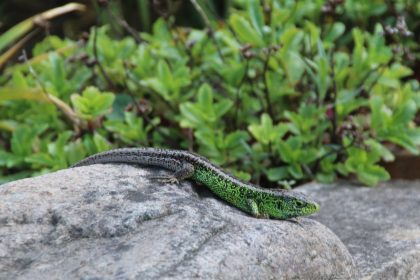 Zauneidechse ist erneut „Reptil des Jahres“