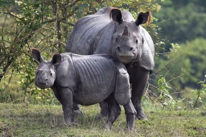 Radikal: Nationalpark erschießt Wilderer – bereits 50 Tote