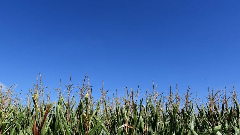 „Die wollen die Macht über unsere Lebensmittel“: Proteste gegen Monsanto-Übernahme durch Bayer