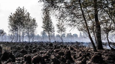 Niederlande: Weite Teile eines Naturparks durch Feuer zerstört