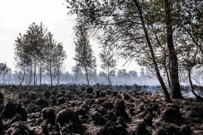 Niederlande: Weite Teile eines Naturparks durch Feuer zerstört